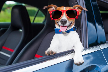 The Best Car Accessories for Pet Owners